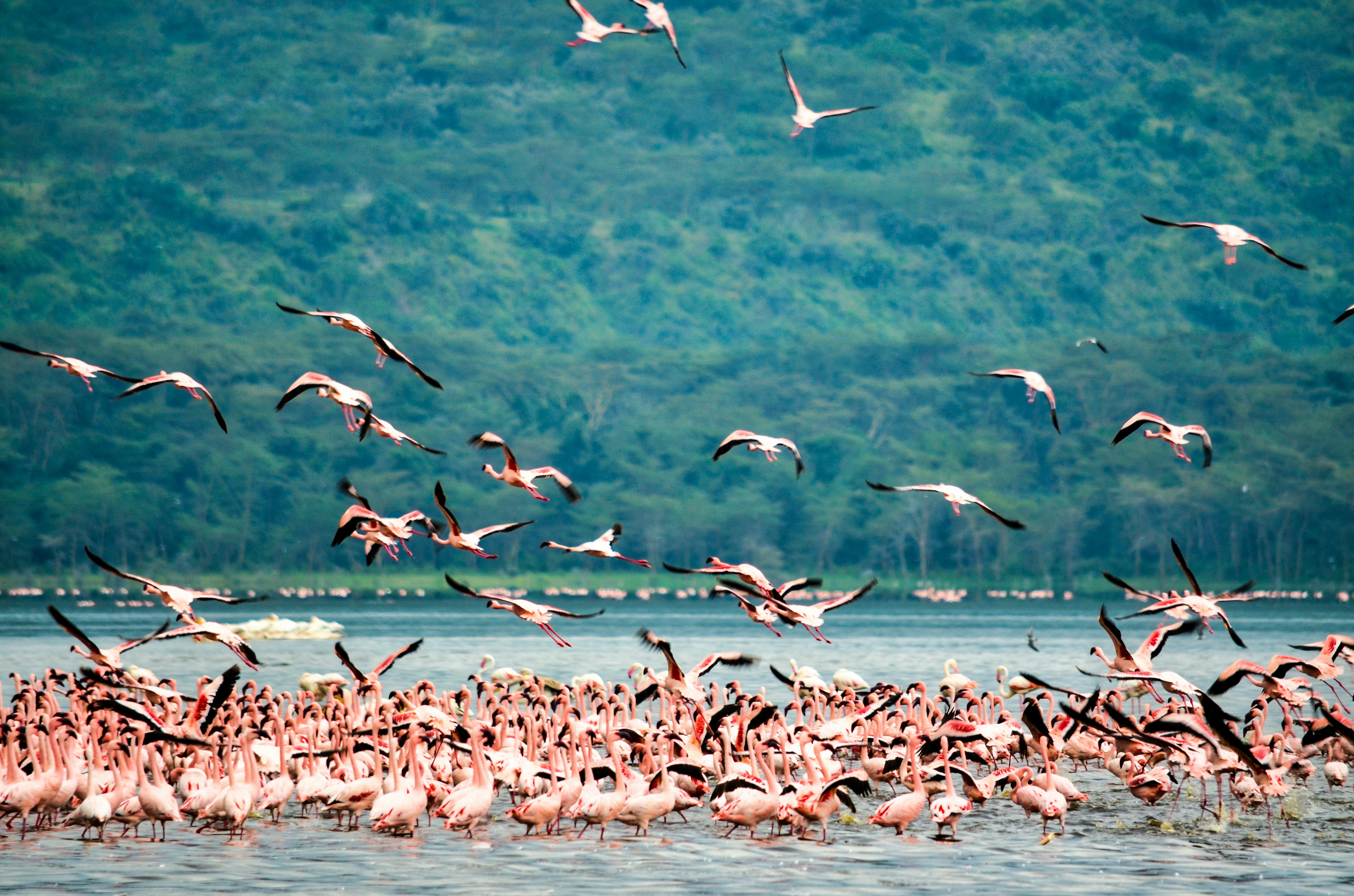 Lake Nakuru Safari